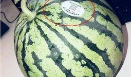 吃瓜网红音乐有哪些,盘点吃瓜网红们的热门音乐